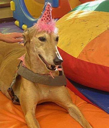 Grayhound dog wearing a pink birthday hat